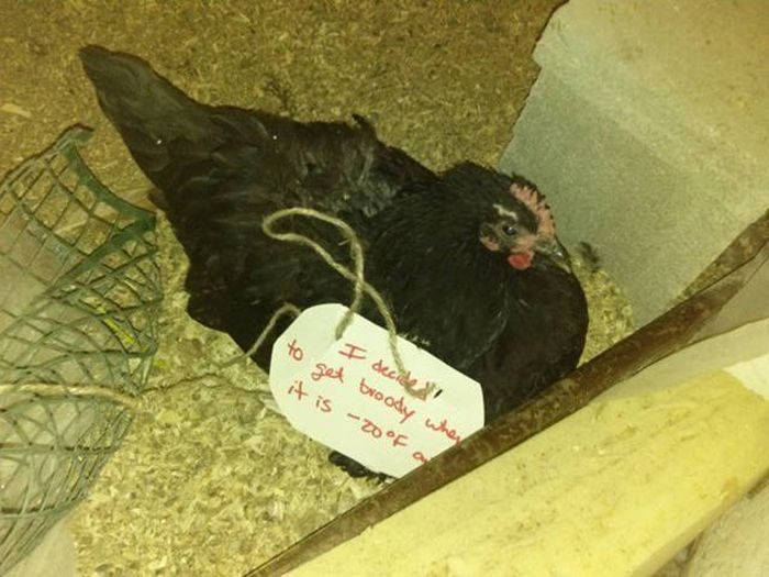Forget Dog Shaming, Chicken Shaming Is The Next Big Thing (23 pics)