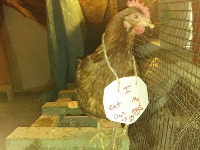 Forget Dog Shaming, Chicken Shaming Is The Next Big Thing (23 pics)