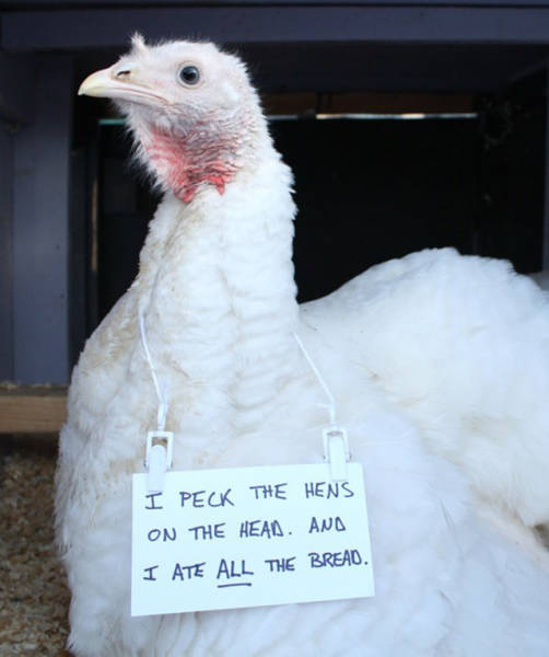 Forget Dog Shaming, Chicken Shaming Is The Next Big Thing (23 pics)