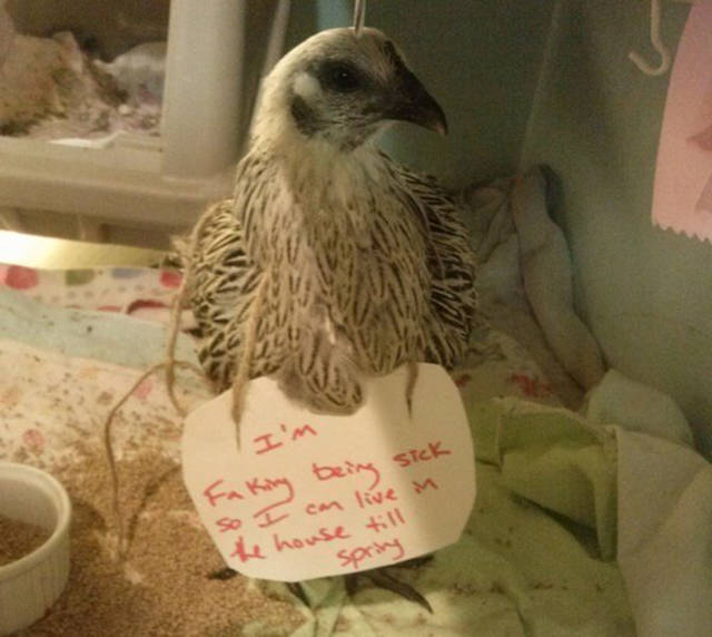 Forget Dog Shaming, Chicken Shaming Is The Next Big Thing (23 pics)