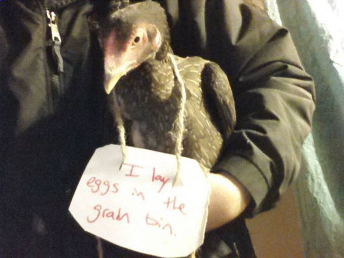 Forget Dog Shaming, Chicken Shaming Is The Next Big Thing (23 pics)
