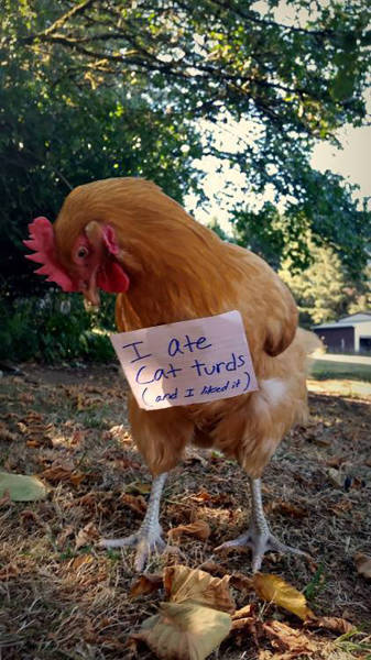 Forget Dog Shaming, Chicken Shaming Is The Next Big Thing (23 pics)