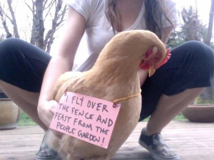 Forget Dog Shaming, Chicken Shaming Is The Next Big Thing (23 pics)