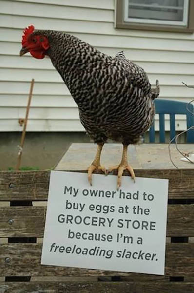 Forget Dog Shaming, Chicken Shaming Is The Next Big Thing (23 pics)
