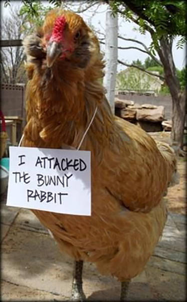 Forget Dog Shaming, Chicken Shaming Is The Next Big Thing (23 pics)