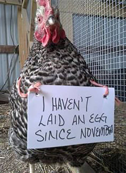 Forget Dog Shaming, Chicken Shaming Is The Next Big Thing (23 pics)