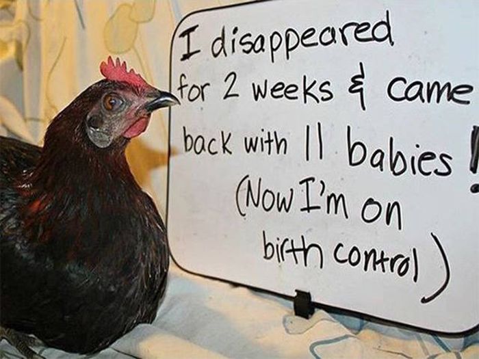 Forget Dog Shaming, Chicken Shaming Is The Next Big Thing (23 pics)