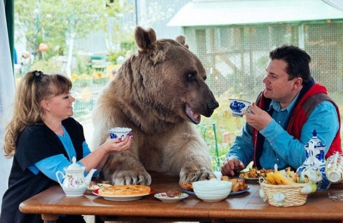 Russian Couple Keeps Gigantic Bear As A Pet (9 pics)
