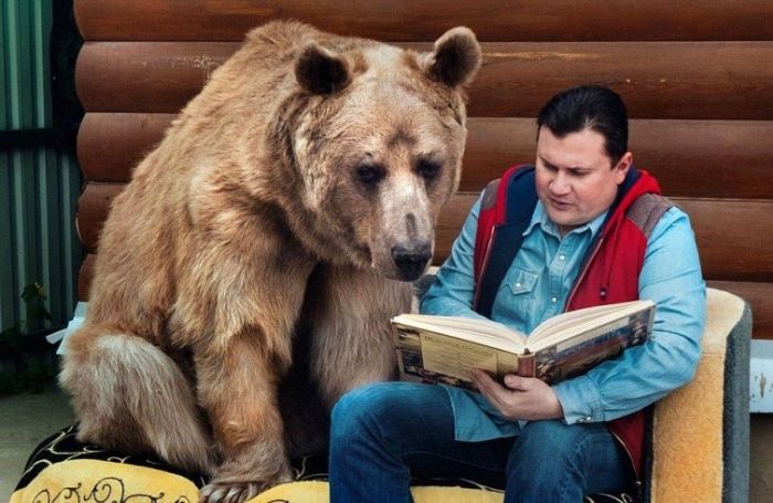 Russian Couple Keeps Gigantic Bear As A Pet (9 pics)