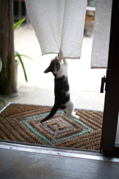 Amusing Photos That Will Please All The Cat Lovers Out There (41 pics)