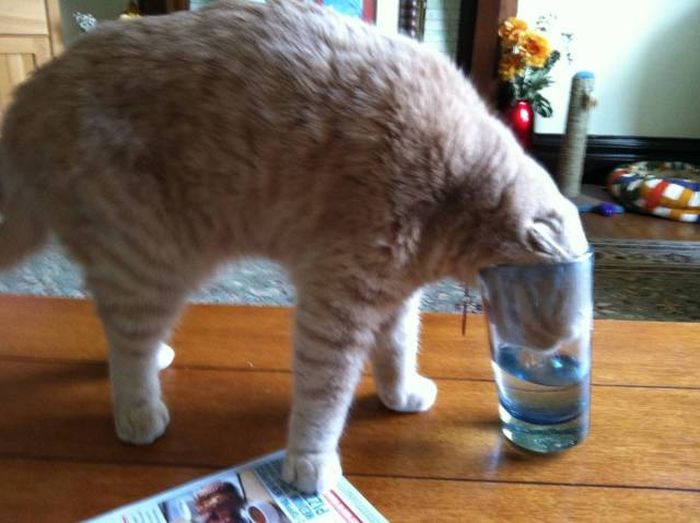 Amusing Photos That Will Please All The Cat Lovers Out There (41 pics)