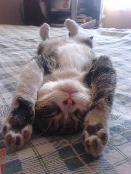 Amusing Photos That Will Please All The Cat Lovers Out There (41 pics)