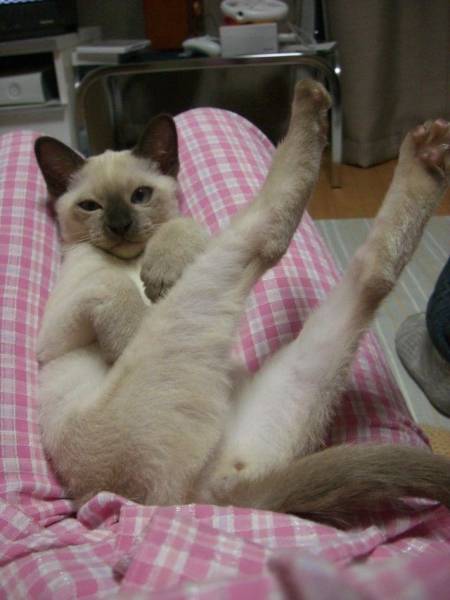 Amusing Photos That Will Please All The Cat Lovers Out There (41 pics)