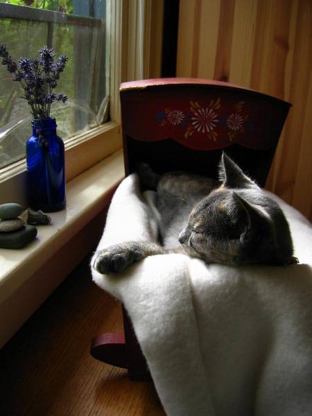 Amusing Photos That Will Please All The Cat Lovers Out There (41 pics)