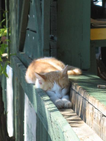 Amusing Photos That Will Please All The Cat Lovers Out There (41 pics)