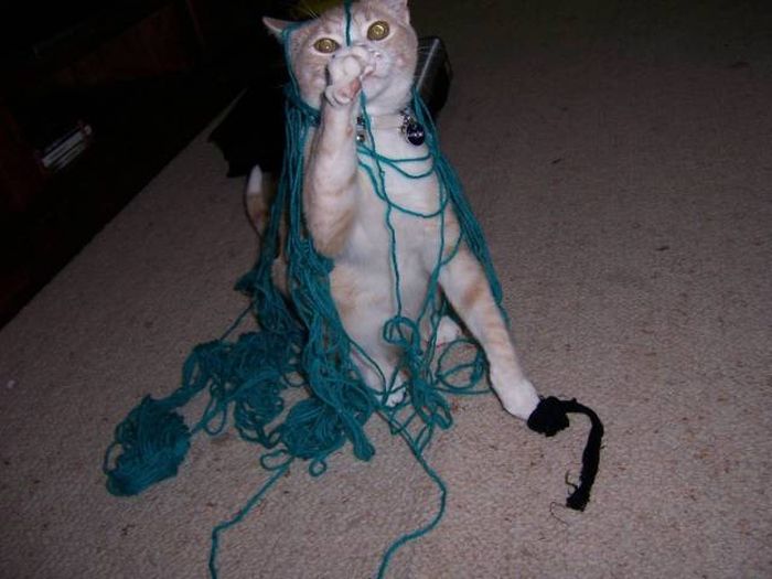 Amusing Photos That Will Please All The Cat Lovers Out There (41 pics)