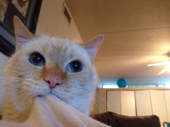 Amusing Photos That Will Please All The Cat Lovers Out There (41 pics)
