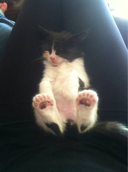 Amusing Photos That Will Please All The Cat Lovers Out There (41 pics)
