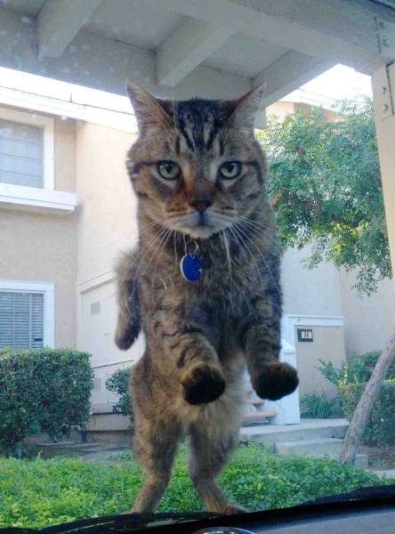 Amusing Photos That Will Please All The Cat Lovers Out There (41 pics)