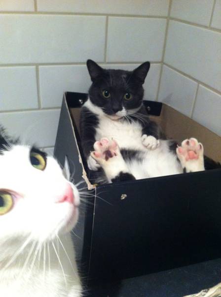 Amusing Photos That Will Please All The Cat Lovers Out There (41 pics)