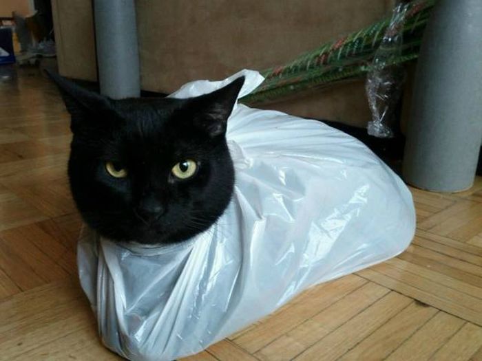 Amusing Photos That Will Please All The Cat Lovers Out There (41 pics)
