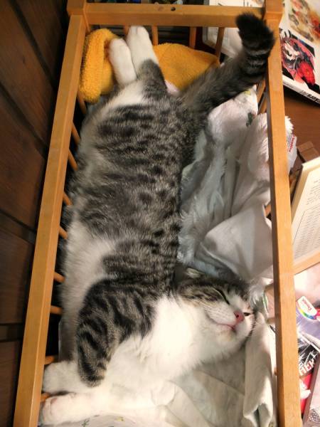 Amusing Photos That Will Please All The Cat Lovers Out There (41 pics)