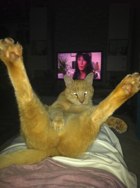 Amusing Photos That Will Please All The Cat Lovers Out There (41 pics)