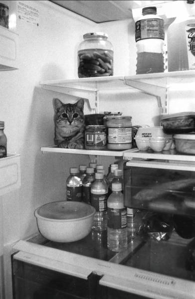 Amusing Photos That Will Please All The Cat Lovers Out There (41 pics)