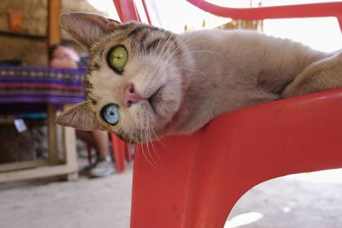 Amusing Photos That Will Please All The Cat Lovers Out There (41 pics)