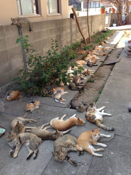 Amusing Photos That Will Please All The Cat Lovers Out There (41 pics)