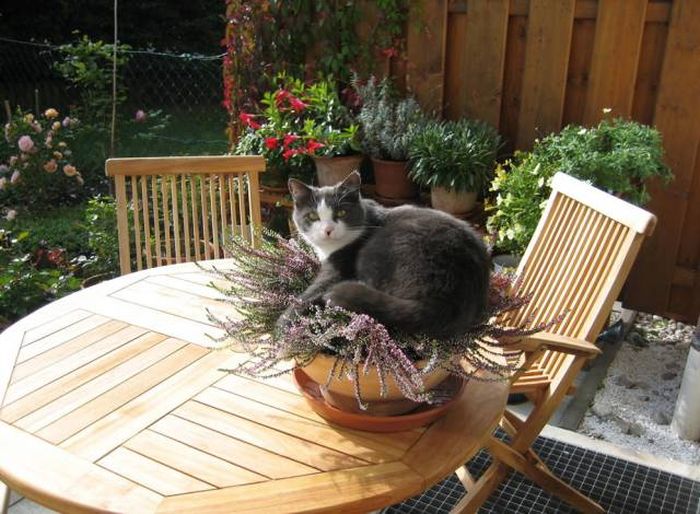 Amusing Photos That Will Please All The Cat Lovers Out There (41 pics)