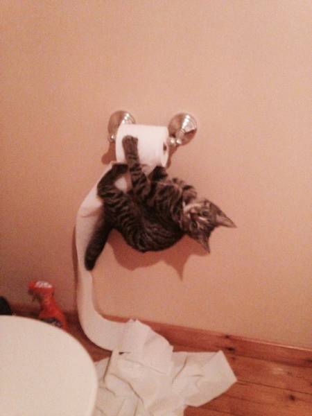 Amusing Photos That Will Please All The Cat Lovers Out There (41 pics)