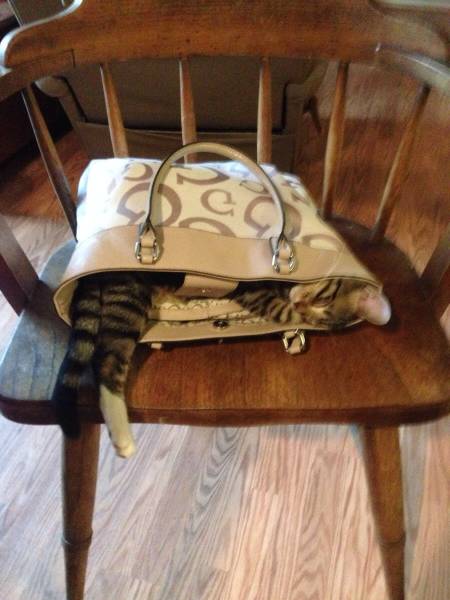 Amusing Photos That Will Please All The Cat Lovers Out There (41 pics)