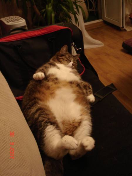 Amusing Photos That Will Please All The Cat Lovers Out There (41 pics)