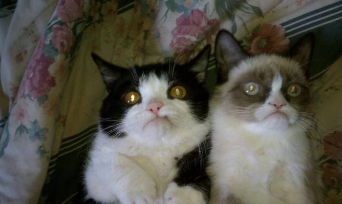 Amusing Photos That Will Please All The Cat Lovers Out There (41 pics)