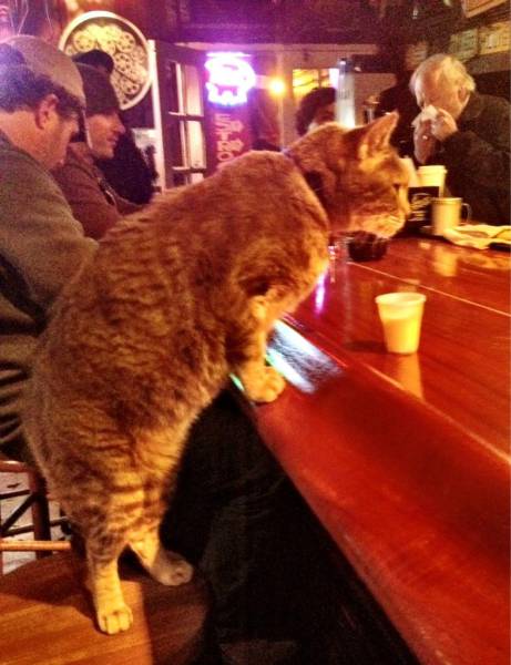 Amusing Photos That Will Please All The Cat Lovers Out There (41 pics)