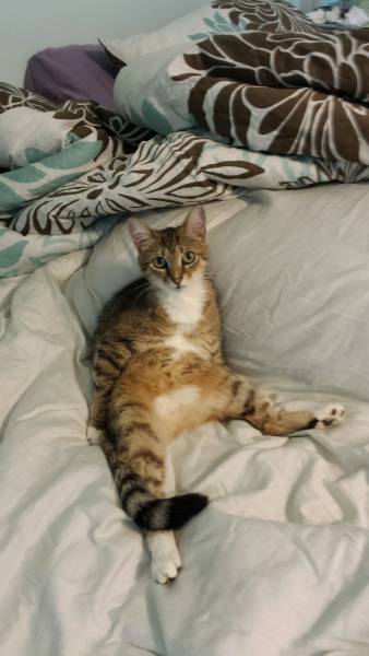 Amusing Photos That Will Please All The Cat Lovers Out There (41 pics)