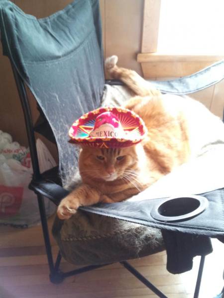 Amusing Photos That Will Please All The Cat Lovers Out There (41 pics)