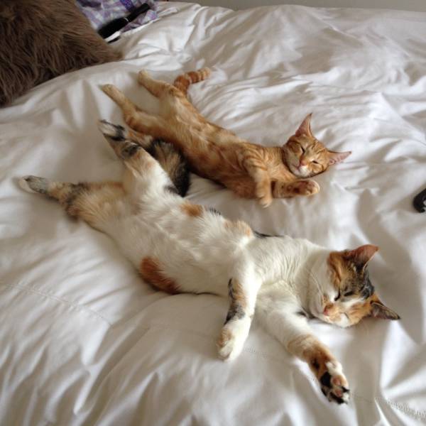 Amusing Photos That Will Please All The Cat Lovers Out There (41 pics)