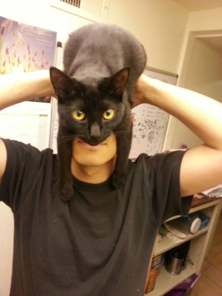 Amusing Photos That Will Please All The Cat Lovers Out There (41 pics)