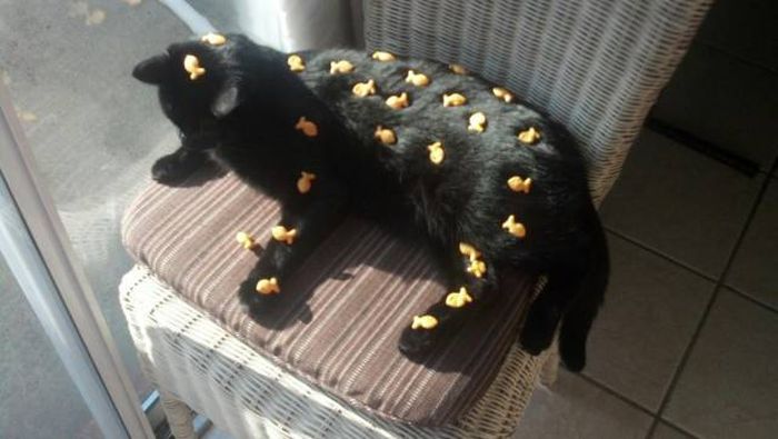 Amusing Photos That Will Please All The Cat Lovers Out There (41 pics)