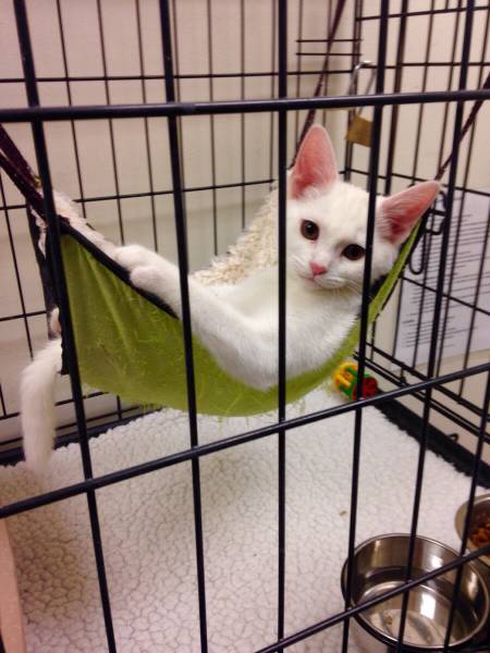 Amusing Photos That Will Please All The Cat Lovers Out There (41 pics)