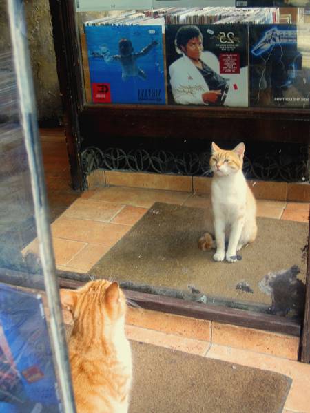Amusing Photos That Will Please All The Cat Lovers Out There (41 pics)
