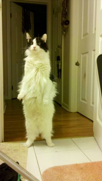 Amusing Photos That Will Please All The Cat Lovers Out There (41 pics)