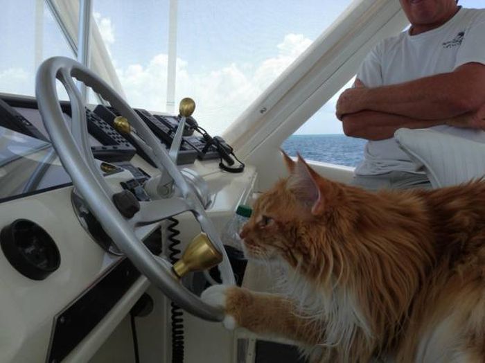 Amusing Photos That Will Please All The Cat Lovers Out There (41 pics)