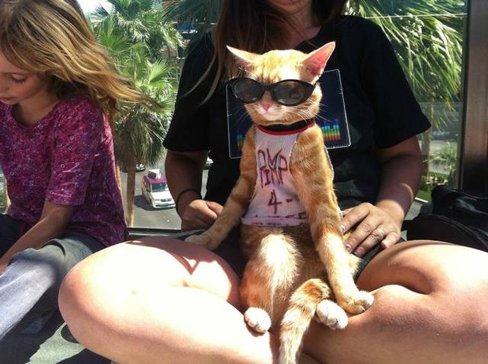 Amusing Photos That Will Please All The Cat Lovers Out There (41 pics)