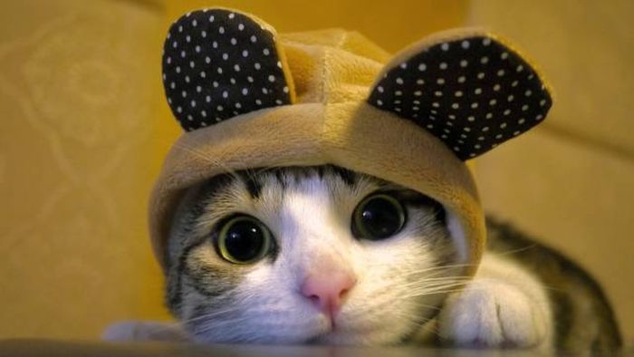 Amusing Photos That Will Please All The Cat Lovers Out There (41 pics)