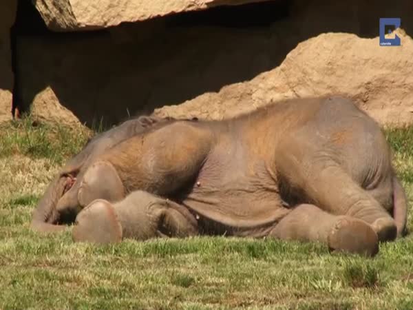Mother Elephant Cant Wake Sleepy Baby