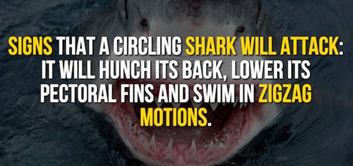 Exciting Shark Facts From The Depths Of The Ocean (14 pics)