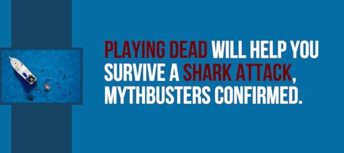Exciting Shark Facts From The Depths Of The Ocean (14 pics)